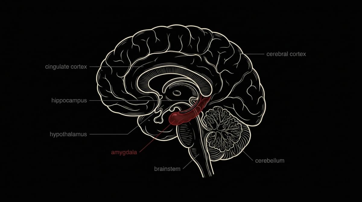 Anatomical illustration of the brain highlighting the amygdala, the region that decides what's safe to let in.
